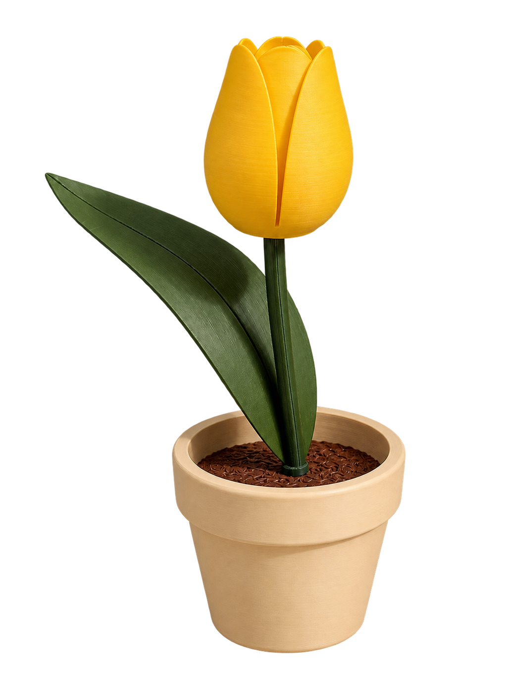 Tulipan con maceta