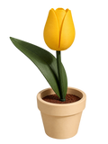 Tulipan con maceta