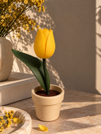 Tulipan con maceta